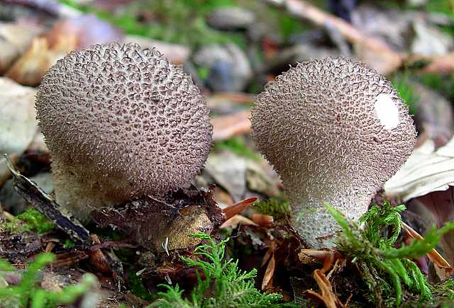 2005 :  Un anno di funghi